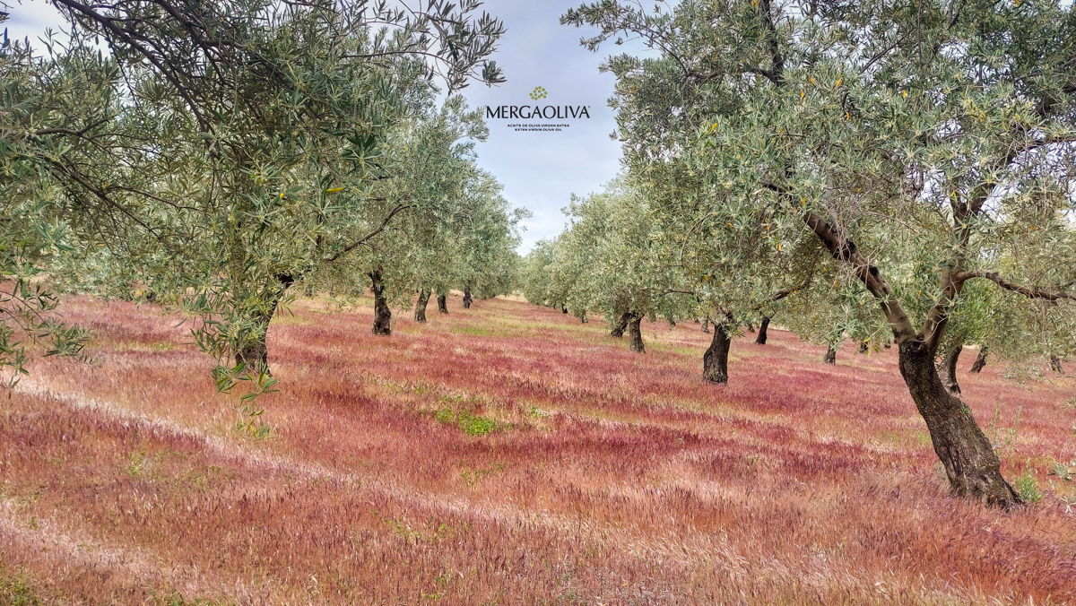 Cuerta vegetal olivar ecologico